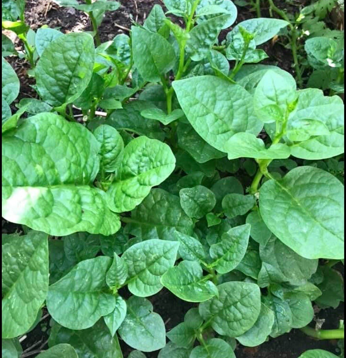 20 Variety Asian Vegetable Seeds For Planting. NON GMO Heirloom
