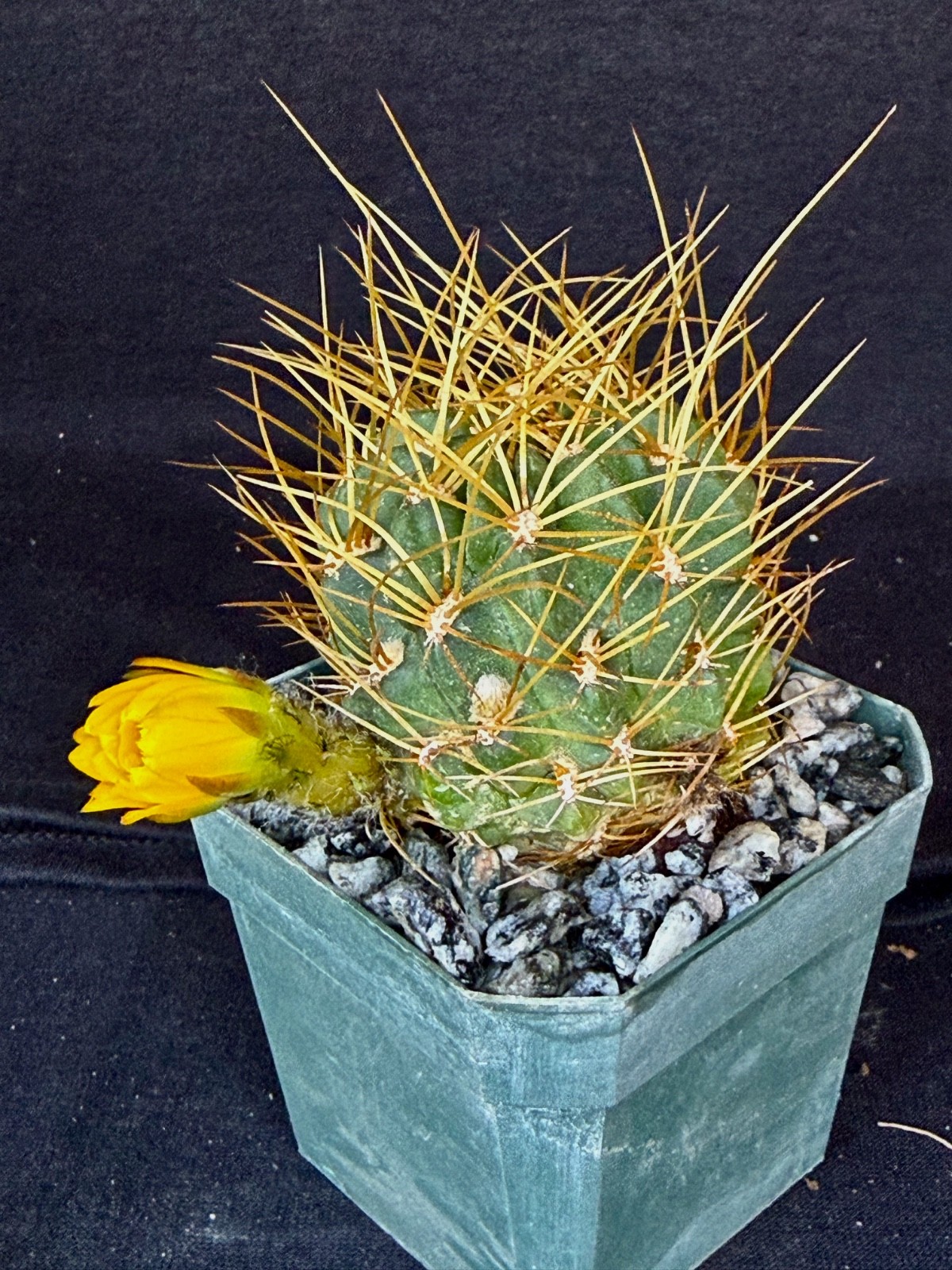 Lobivia maximiliana v.charazanensis, cactus plant