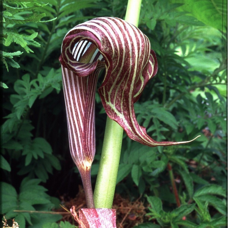 Arisaema fargesii Jack in the Pulpit Voodoo Cobra Lily Corpse Flower Arum Bulbs