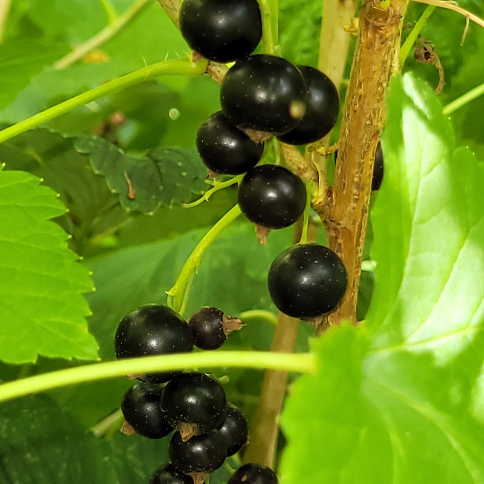 6 Black Currant Ribes Nigrum Fresh Helathy Cuttings Unrooted Zones 3-8 Hardy