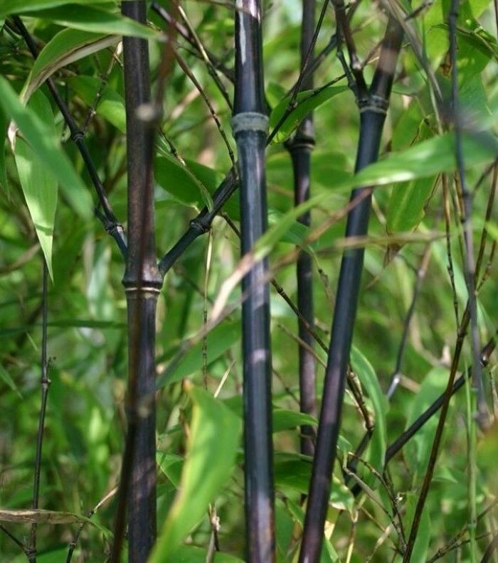 Black Bamboo Phyllostachys Nigra 1ft. rhizome Hale var. live plant privacy fence