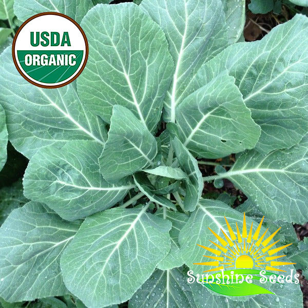 Morris Heading Collard Green Seeds / ORGANIC / FLORIDA GROWN / SOUL FOOD