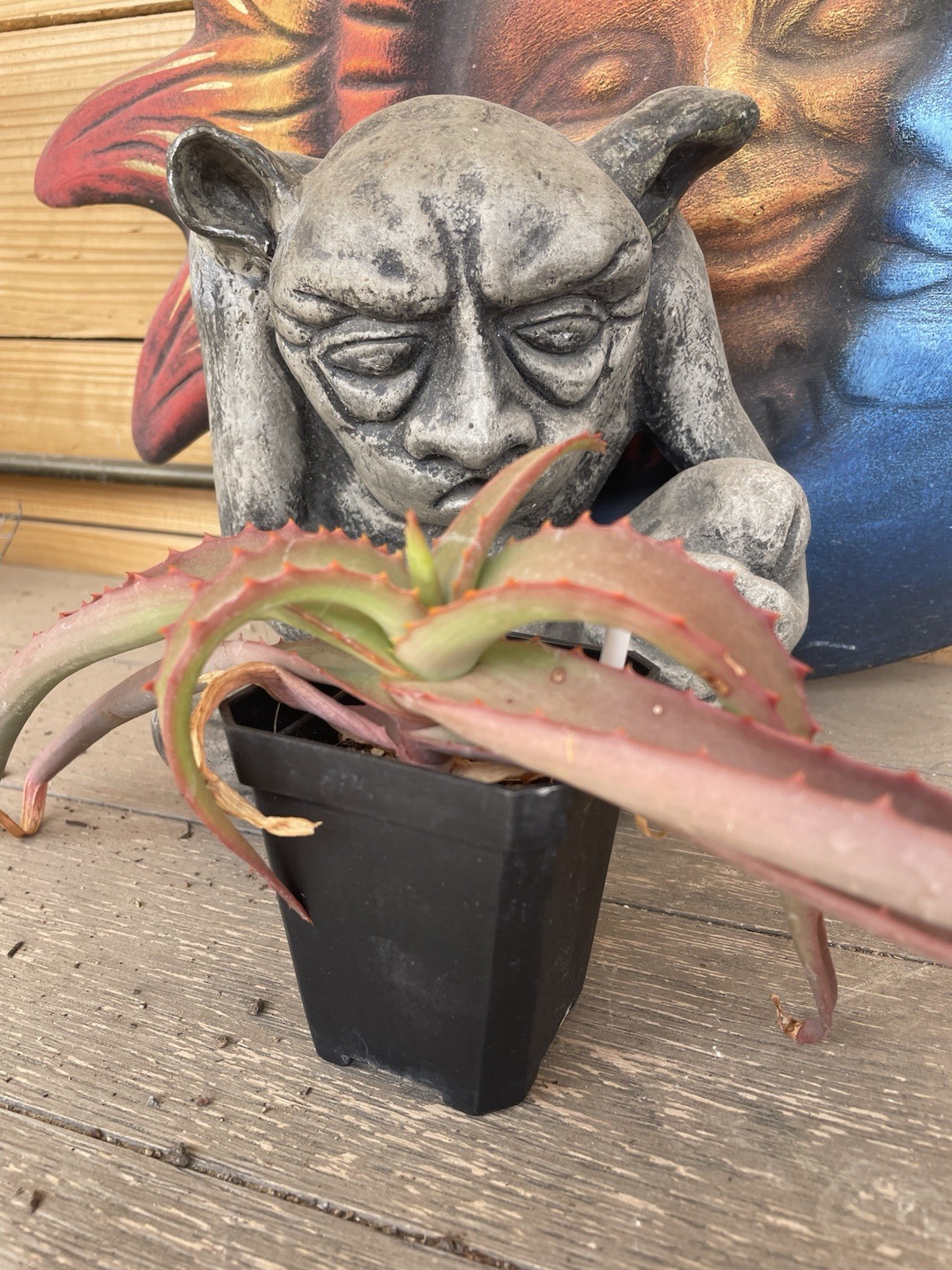 Aloe VANBALENII — rare OCTOPUS aloe seedling — SUPER NICE!!