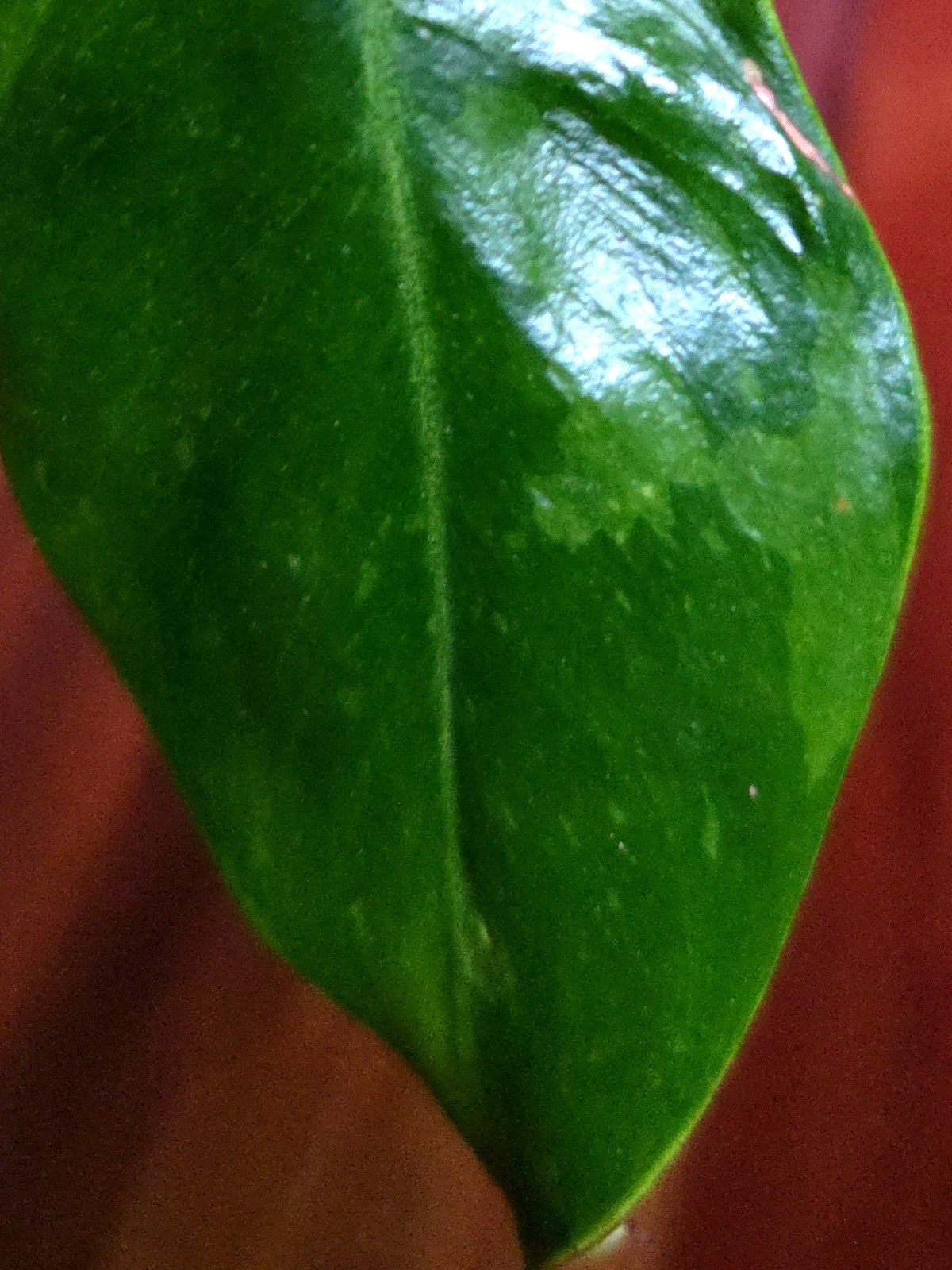 Rare Philodendron Minty GOG Florida Beauty X Radiatum 22″ Tall Not Monstera