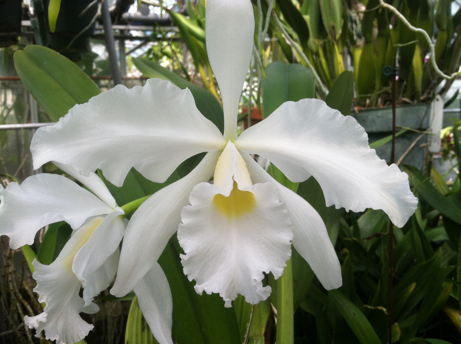 Cattleya 5 Pack Hybrid Cattleya Orchid Plants