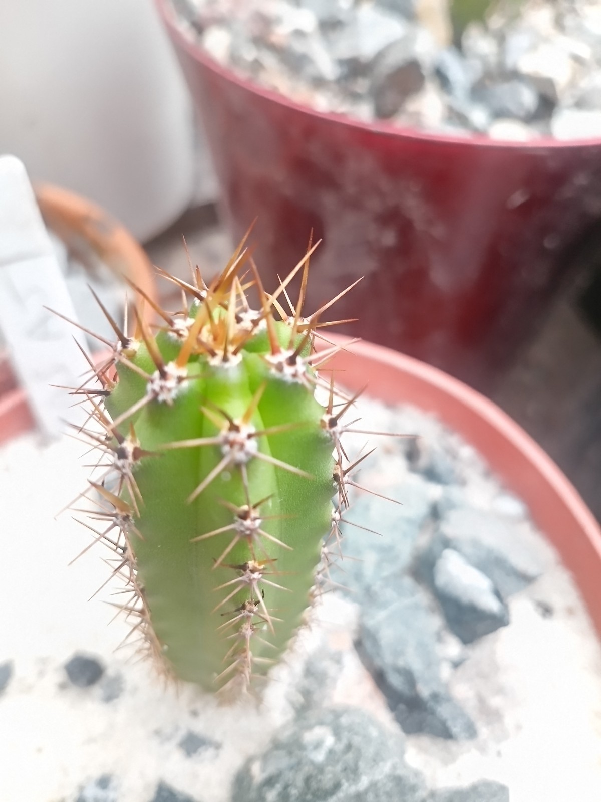 Echinopsis Rare Seed Grown Yearling packs of 5 for 20$?Cultivars In Description