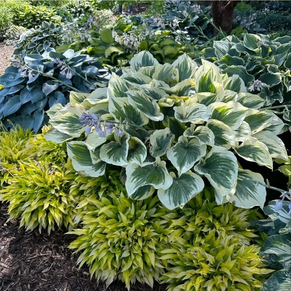 220+ Hosta Seeds Blue Perennial for Planting,Hosta Seeds Blue and Black,Rare Hos