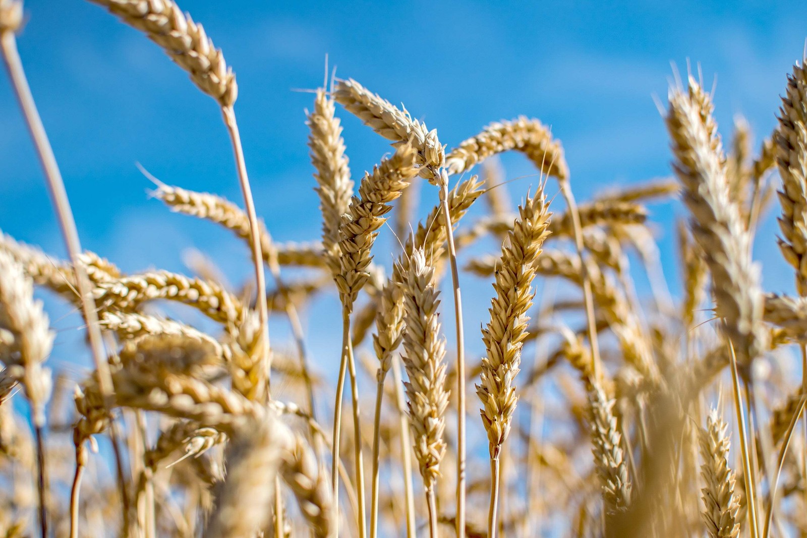 300 Wrens Abruzzi WINTER RYE Secale Cereale Grain Cover Crop Seeds