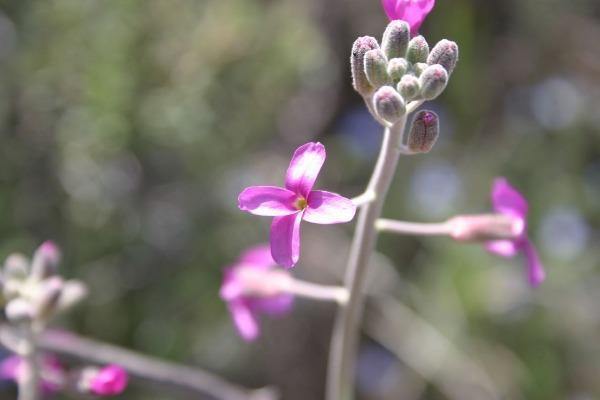 Boechera pulchra | Prince’s Rock Cress | 50 Seeds