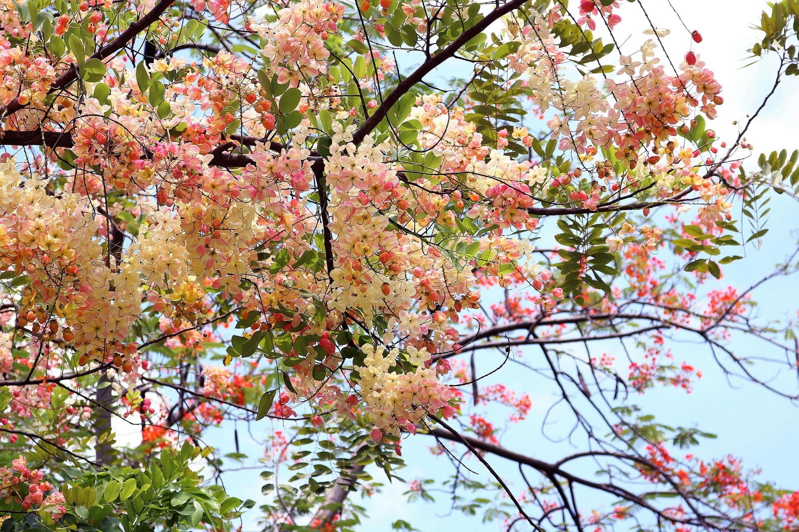 5 PINK SHOWER TREE Cassia Javanica Rainbow Apple Blossom Pink White Yellow Seeds
