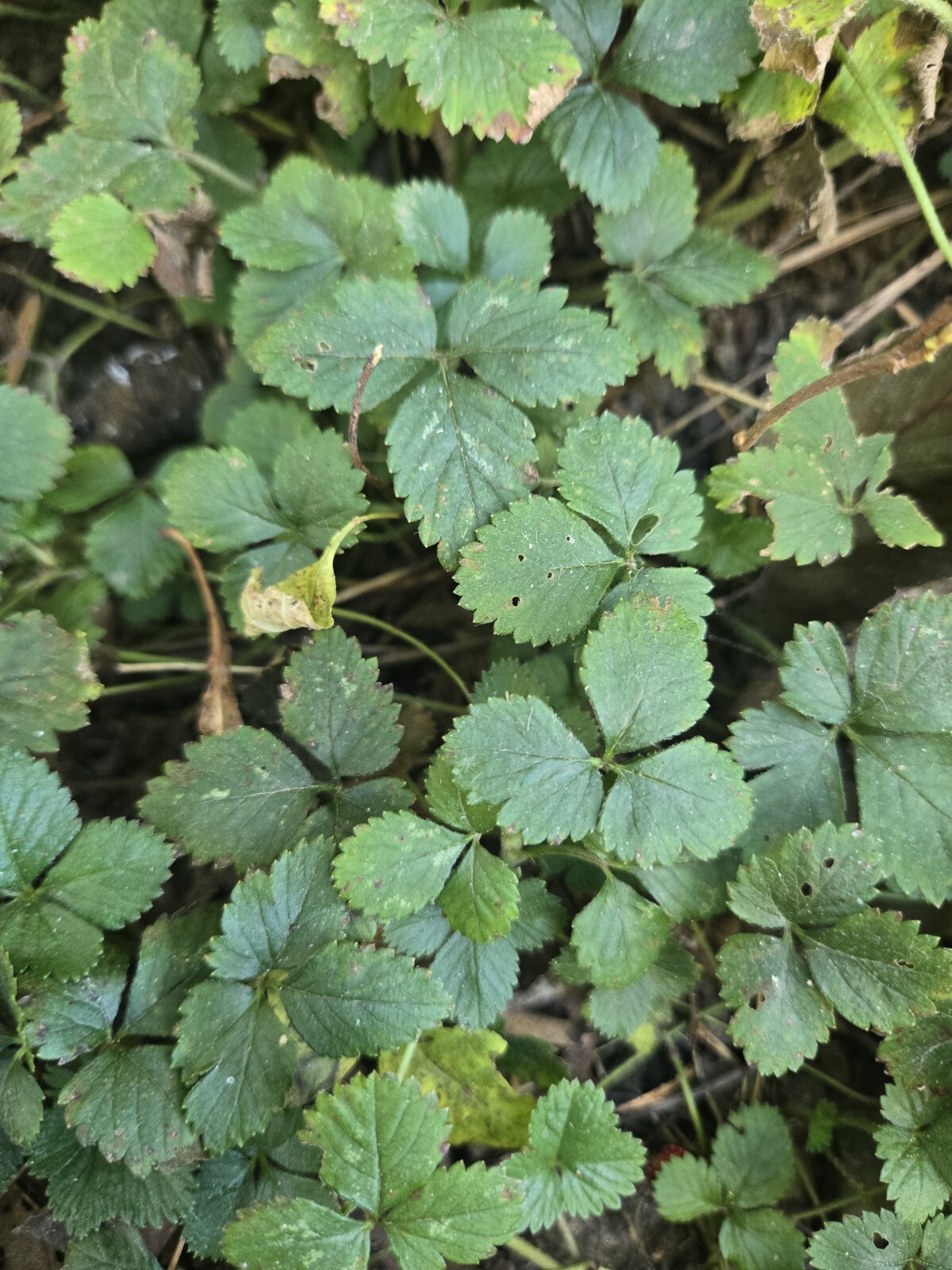 3 Live Indian Strawberry Medicinal Plant Potentilla Indica Easy To Grow