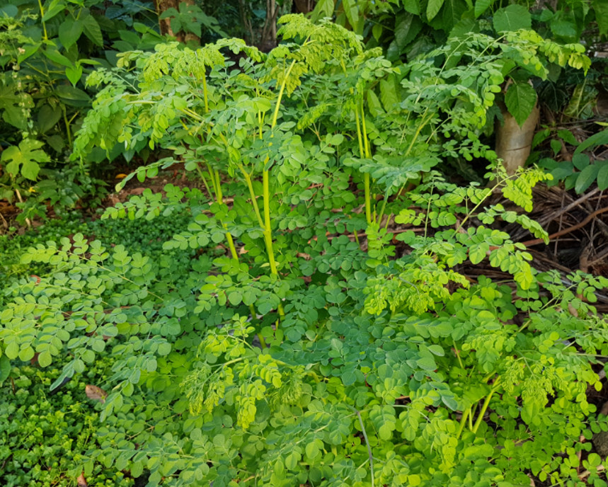 Moringa Plant – 1-2ft Tall – 1Gal Pot – Fast-Growing Edible – Zones 9–11