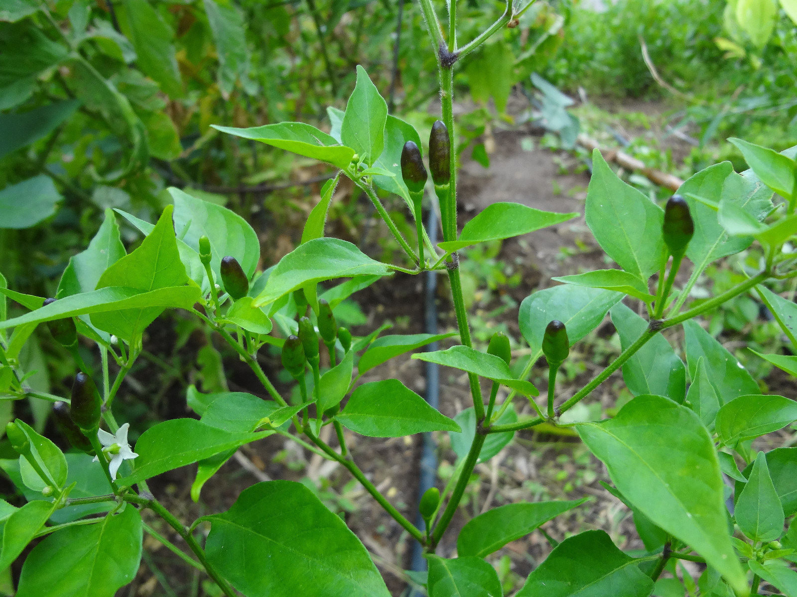 Chile Culebra del Monte, Black Piquin/Chiltepin, Extremely Hot, Rare, 12 SEEDS