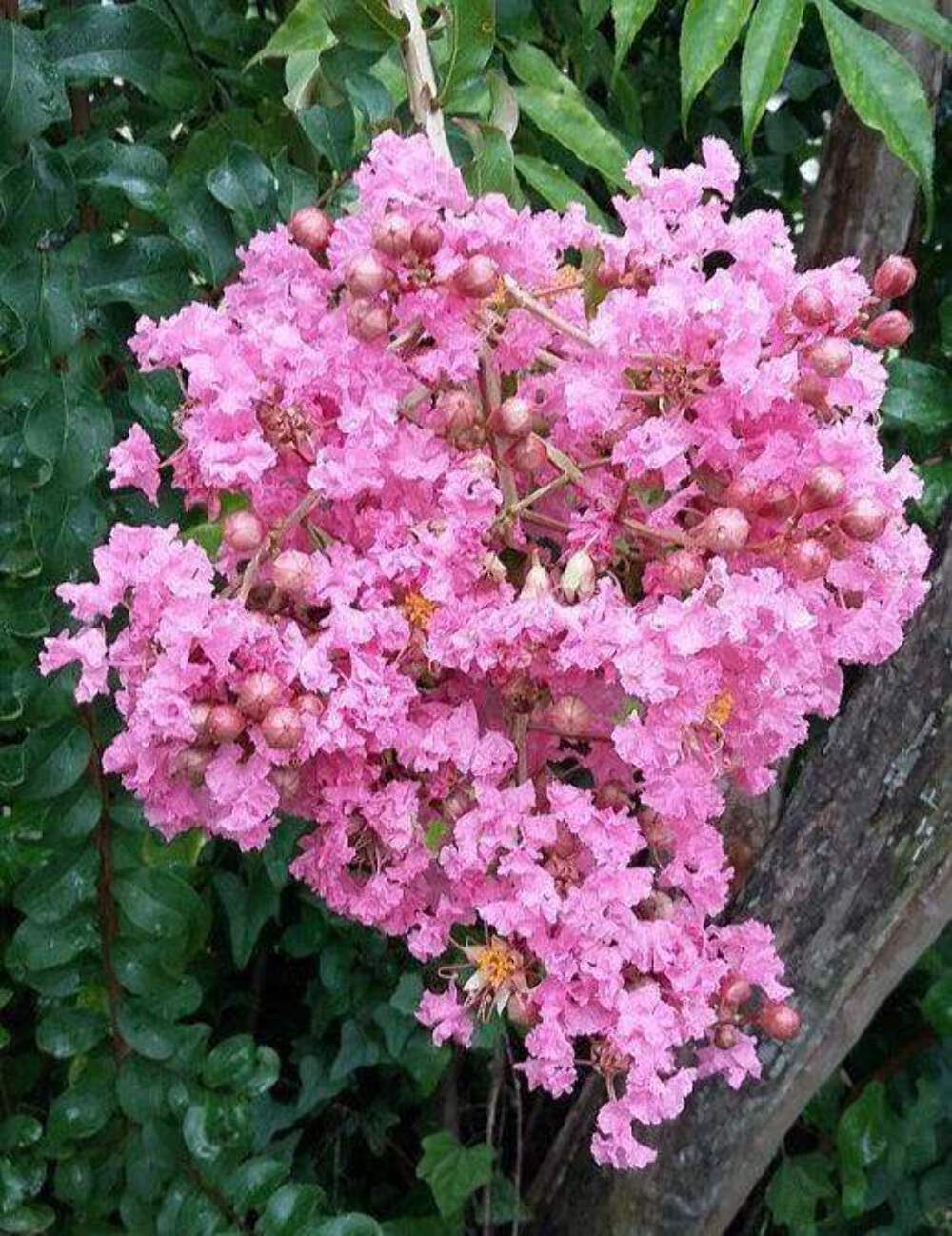 Biloxi Crape Myrtle: Fast-Growing Shade Tree with Delicate Baby Pink Blooms