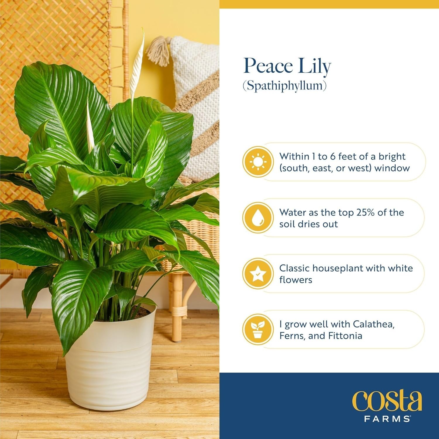Lush Peace Lily Indoor Plant – Air Purifying Flower in Decorative 14-Inch Pot