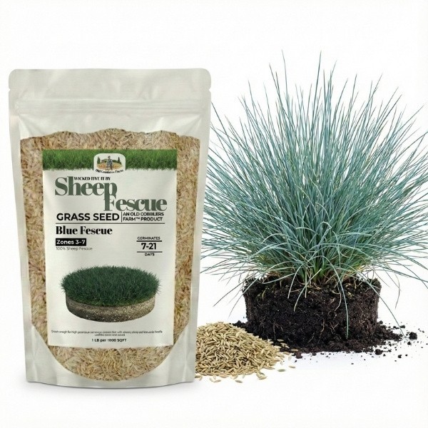 Old Cobblers Farm™ Wicked Tuff Turf Sheep Fescue Seed – Drought-Tolerant Lawn
