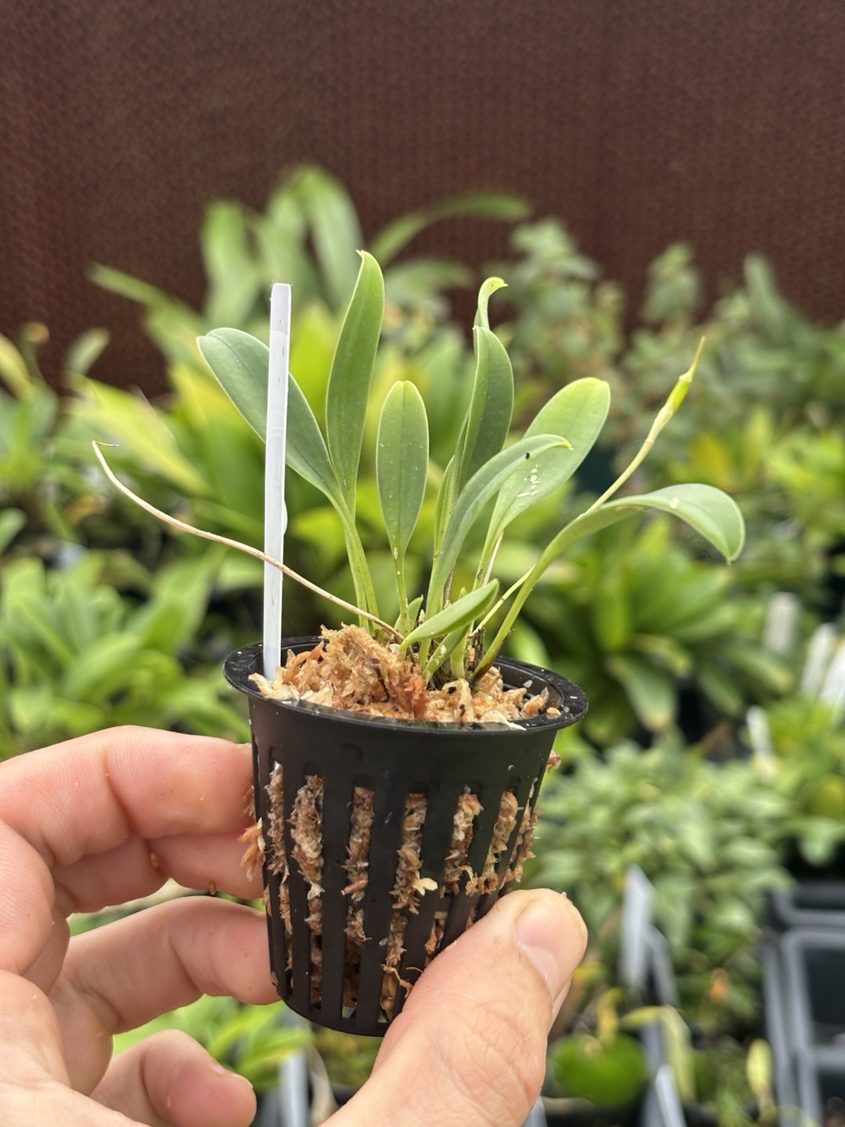 Masdevallia unguentum Rare Miniature Orchid Species Bloom Size