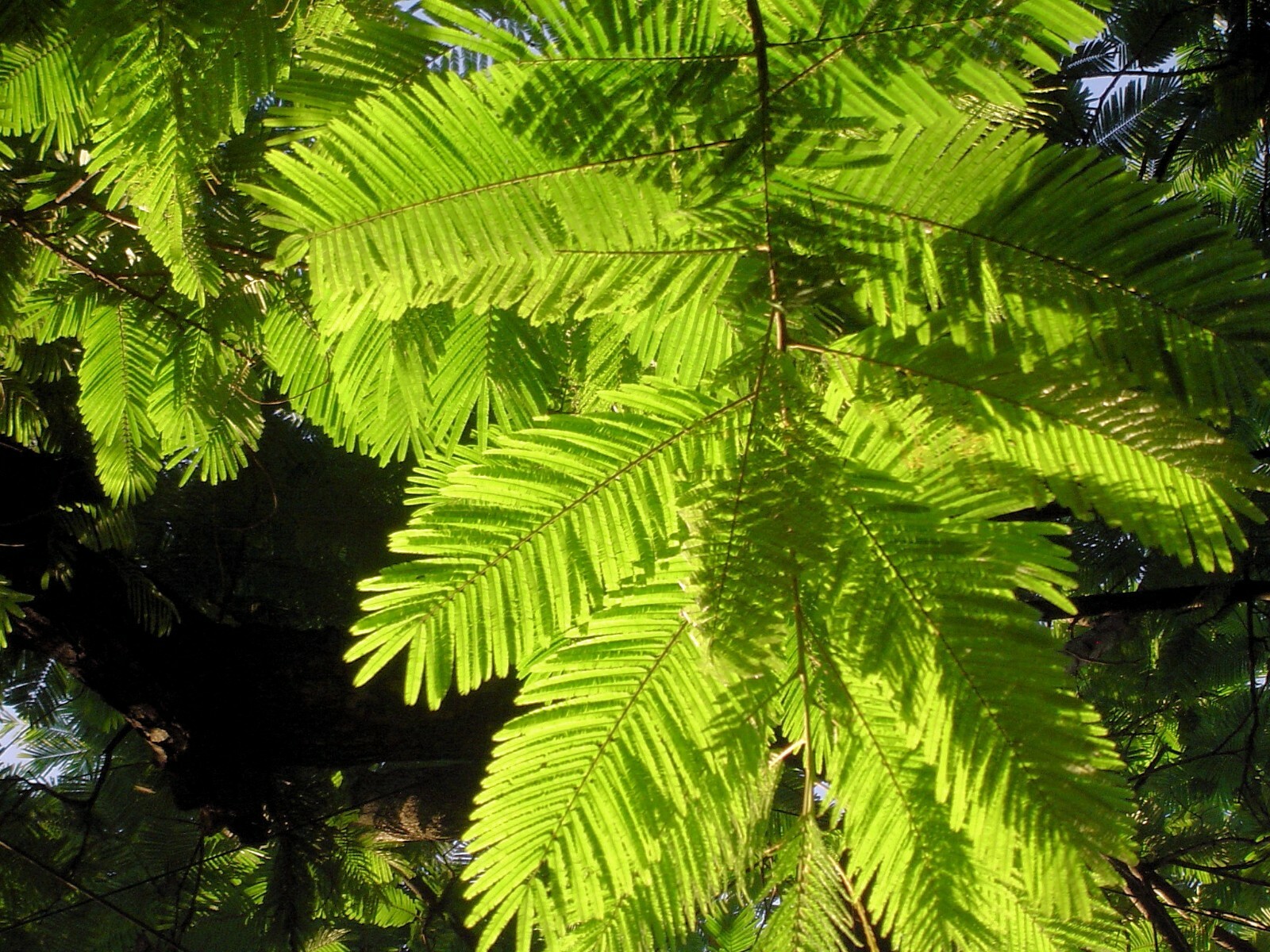 10 Seeds Enterolobium cyclocarpum Earpod tree Rare -Read Description