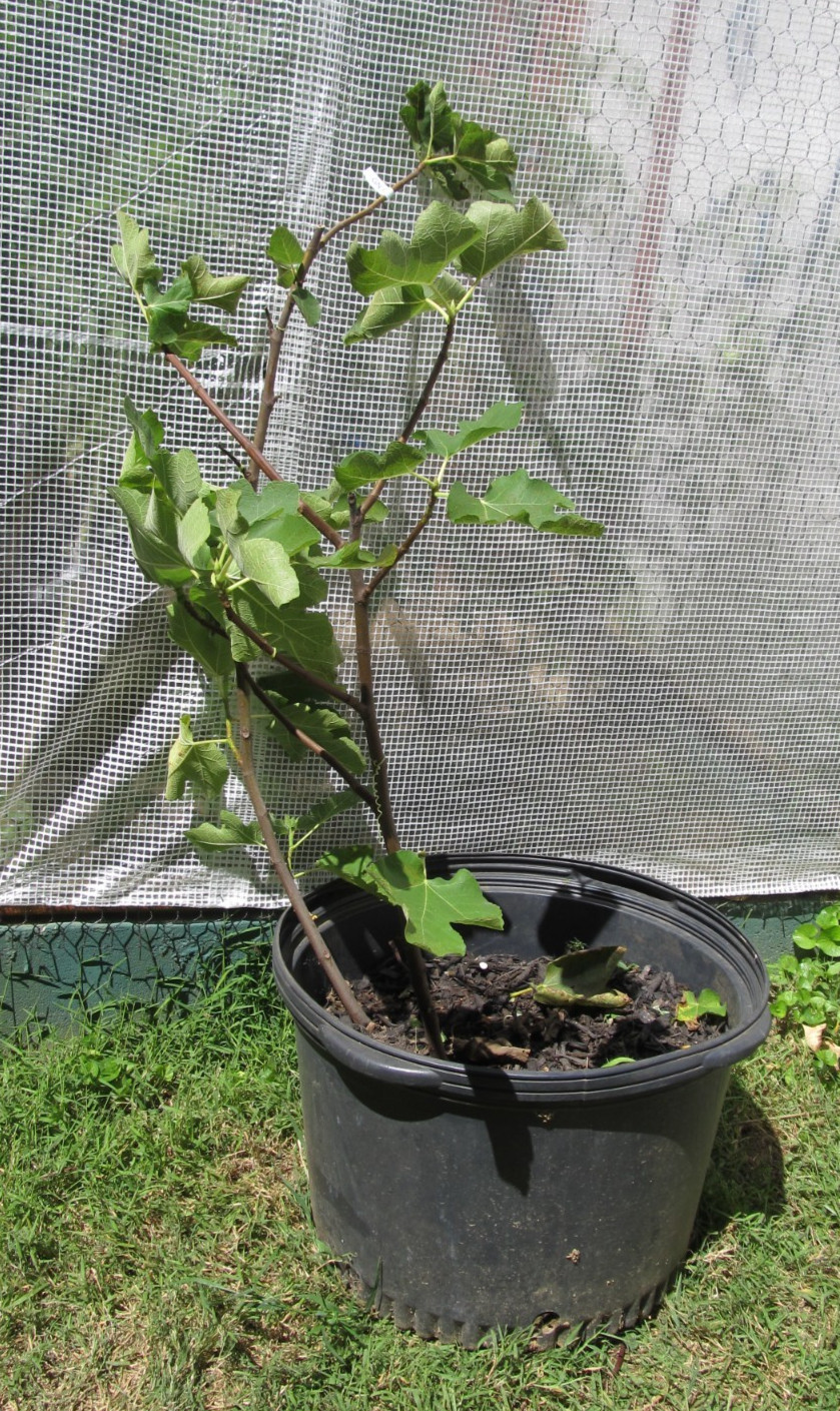 Genovese Nero fig tree 30″ tall, super rooted & ready to pot or put in ground #6