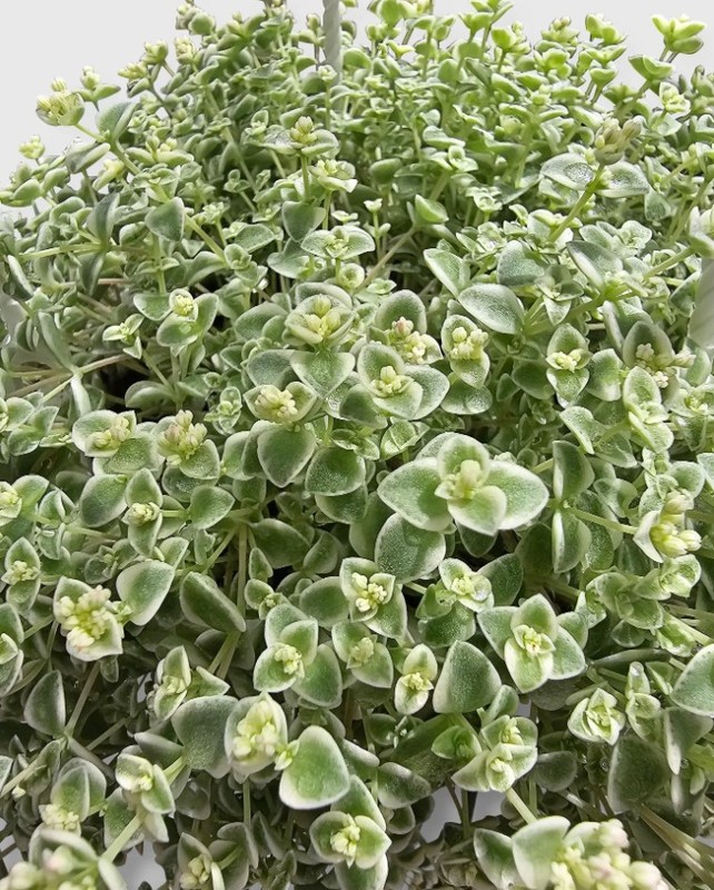 Sedum Little Missy Plant 4″ Pot – Variegated Succulent – Stonecrop Groundcover