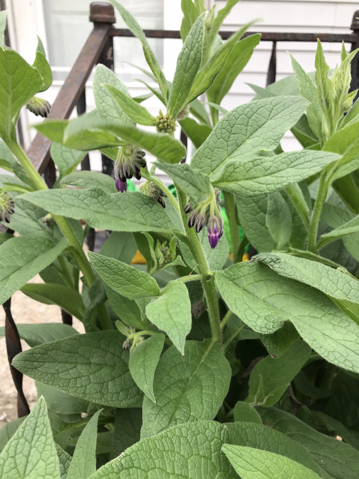 12 (1/2″ to 1″ Long) Comfrey (bocking 14) Root Cuttings