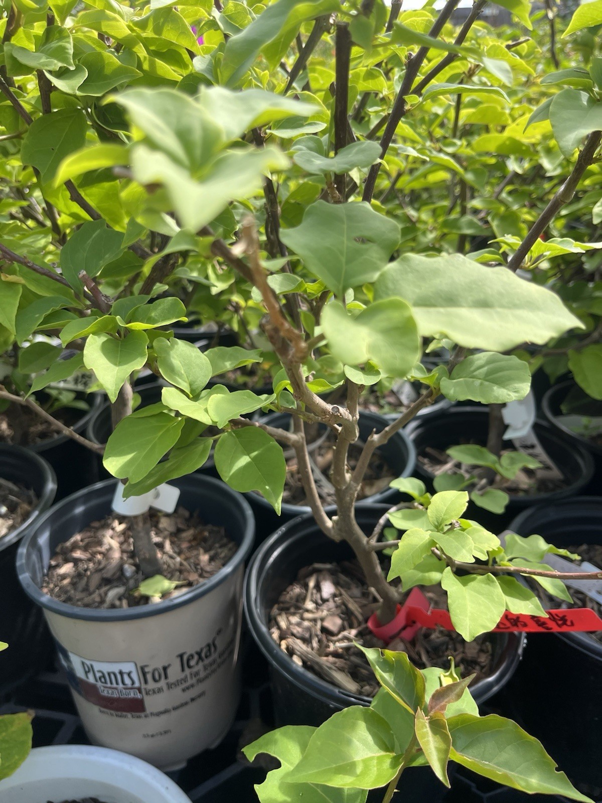 Multi Colors Lipstick 口红三角梅 peruviana bougainvillea Bonsai medium size trunk