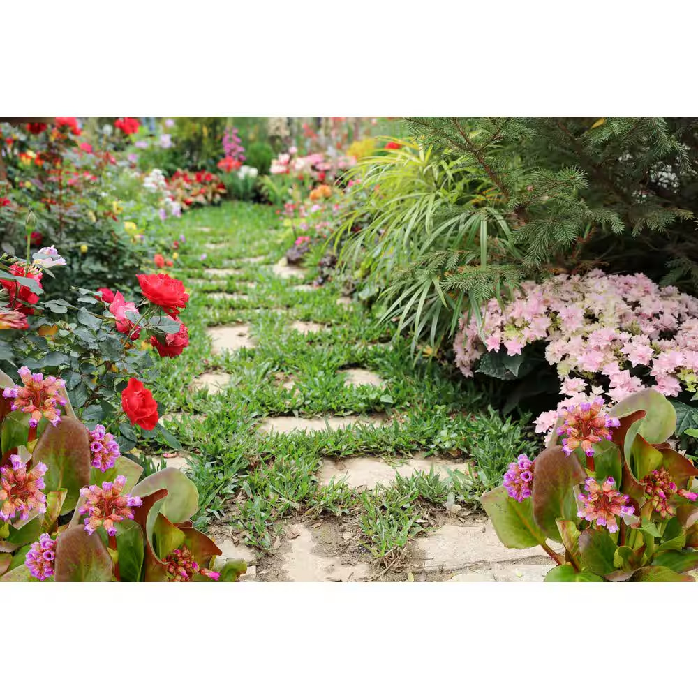 2.5 Qt. Bergenia Perennial Plant with Rose Pink Flowers-1 Pack