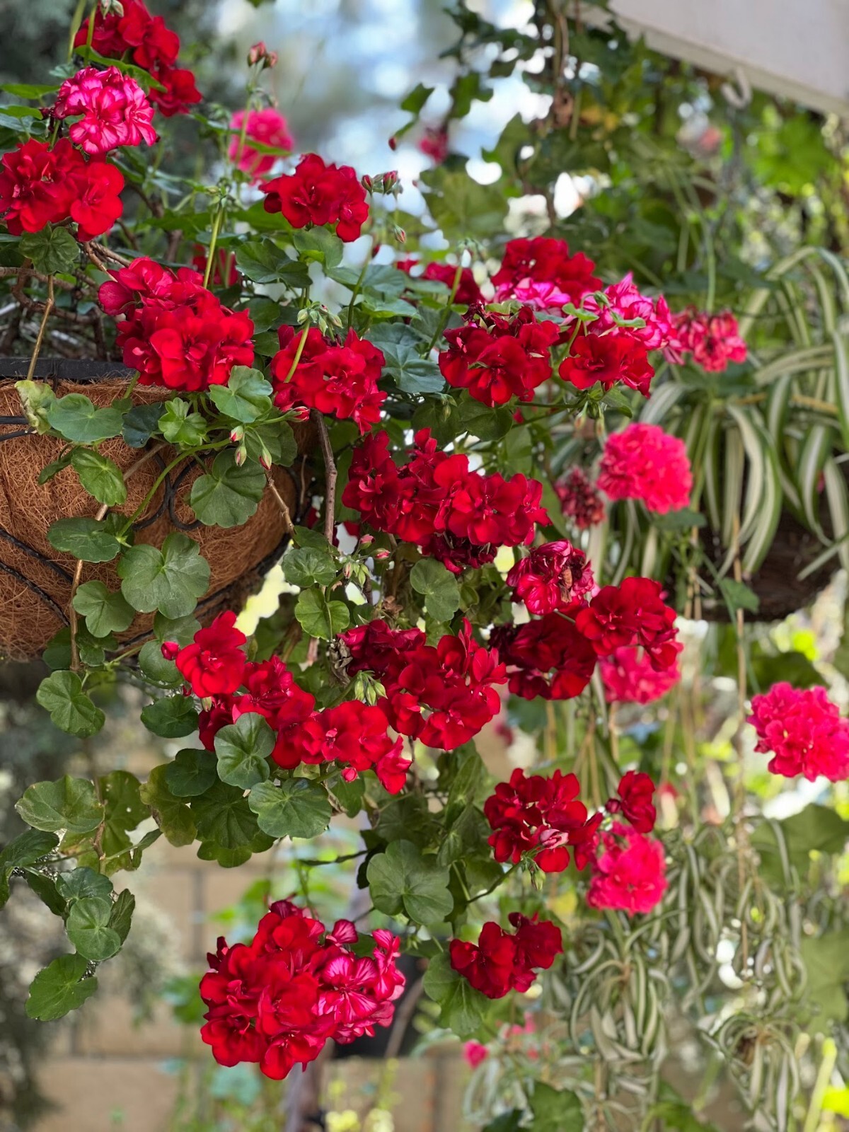 5 Cuttings True Red Ivy ‘Geranium’ Pelargonium 6″
