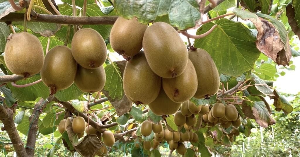 100+ Golden Kiwi Seeds: FAST GROWING EDIBLE FRUIT VINE (Actinidia chinensis)#46