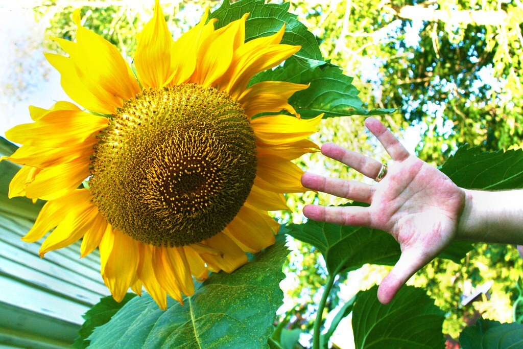 Helianthus annuus | Mammoth Grey Stripe | 20 Seeds