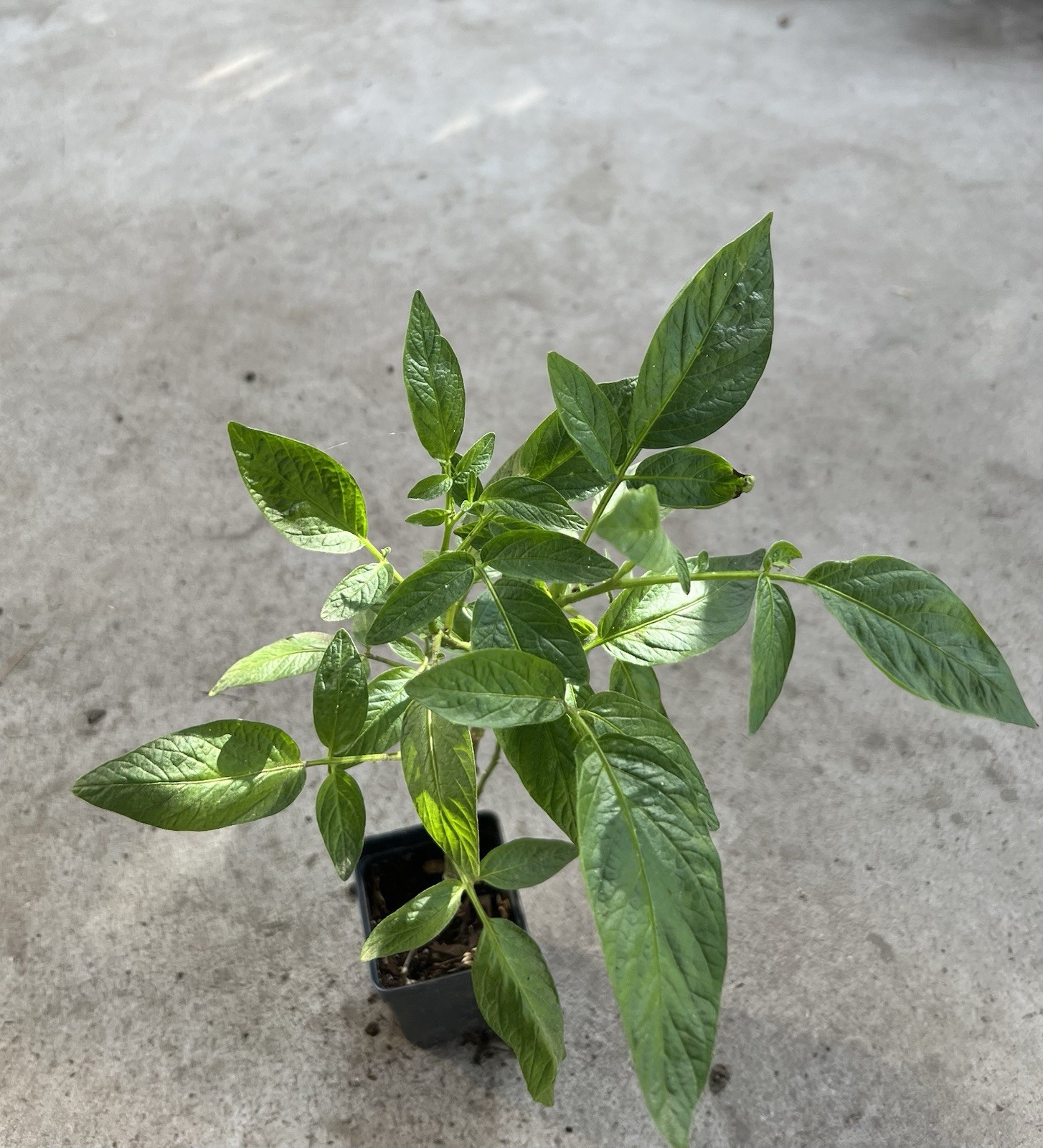 Pepino Melon Plant 15” With Pot Golden Sweet Ginseng Fruit Plant