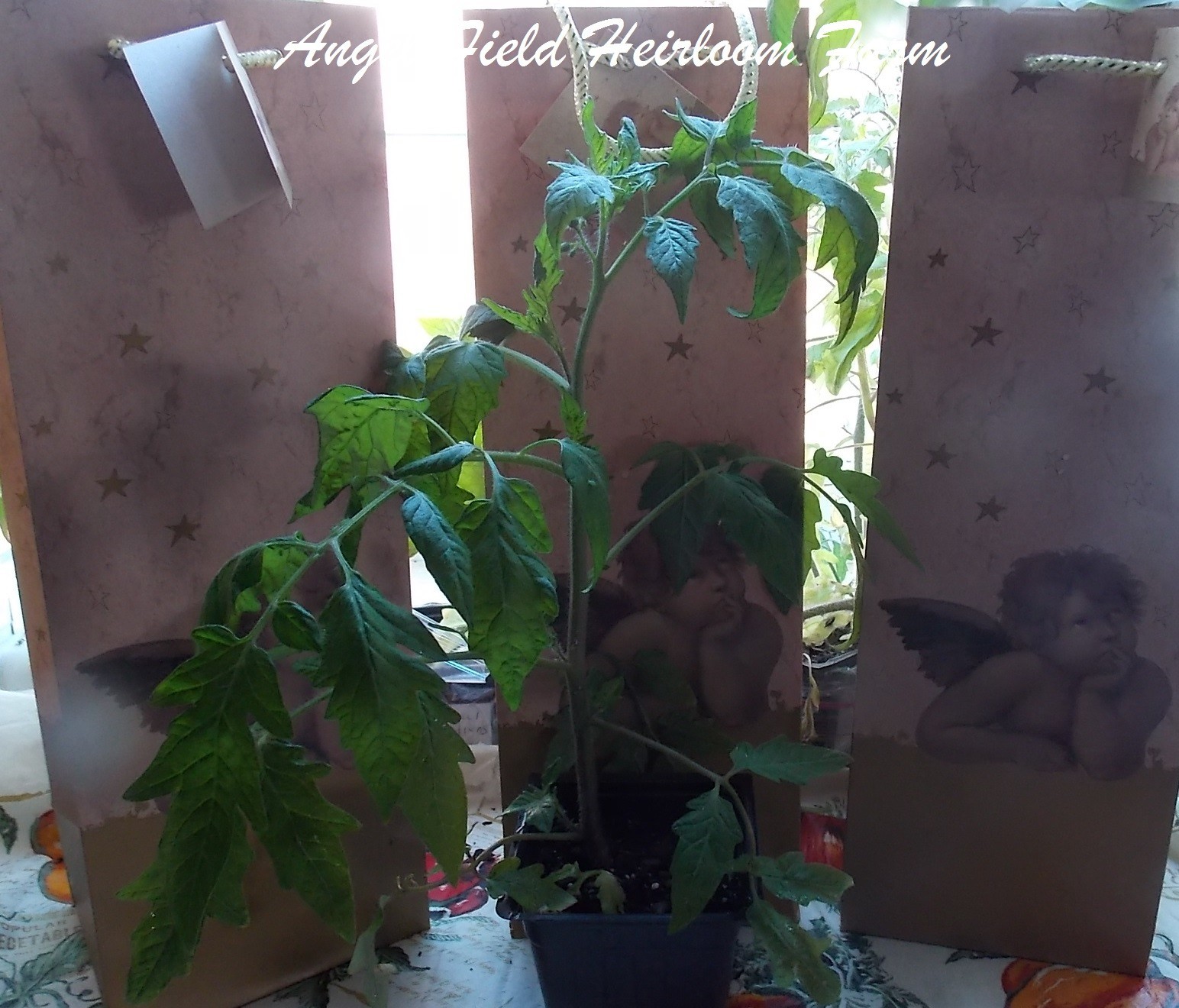20 Orange Strawberry Heirloom Historical ” Plus 2 Packs of Vegetable Seeds