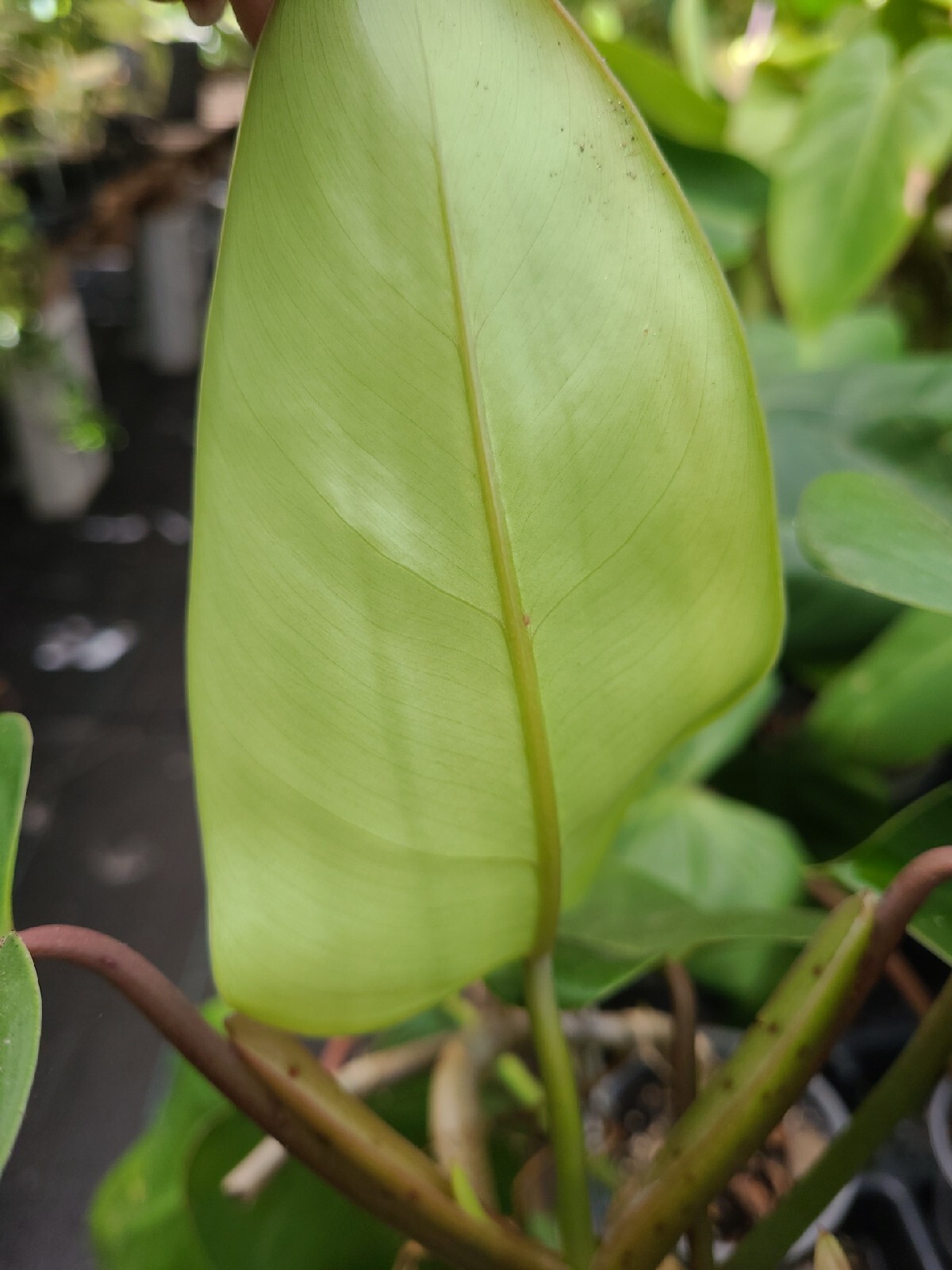 Philodendron green Emerald 7 To 10 Inches tall fresh CUTTING