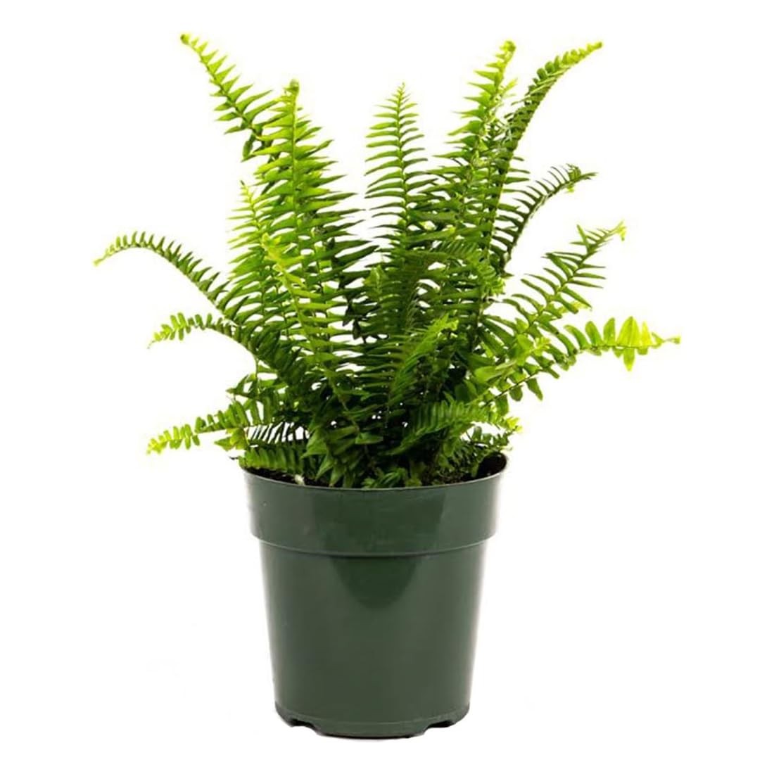 American Plant Exchange Kimberly Queen Fern – 6Inch Pot – Live Hardy Upright …