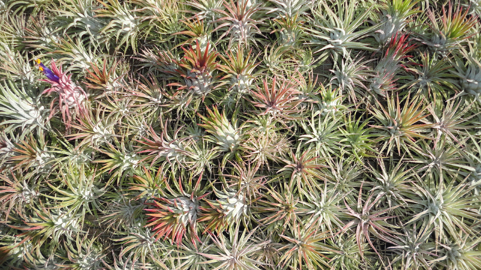 ionantha mexican tillandsia airplant measuring 2 inches tall. air plant oahu