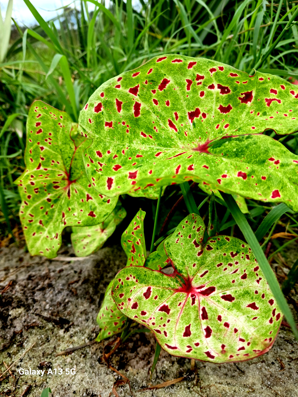 Caladium Bulbs for Planting 4 Miss Muffet BULBS direct from Florida Plantation