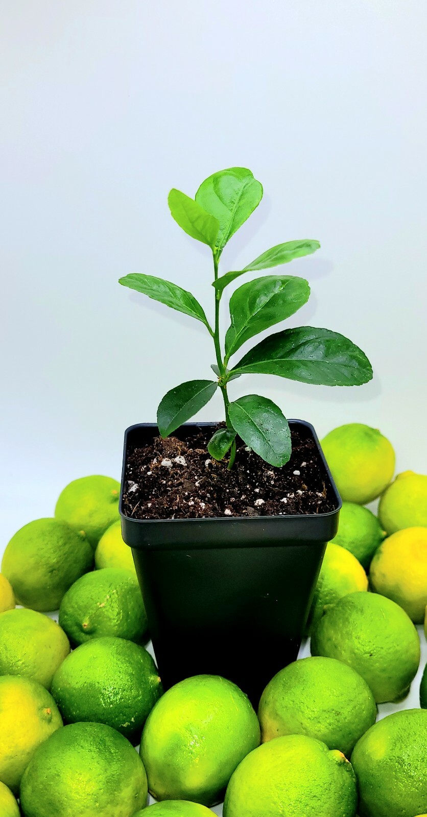 Healthy key lime seedlings, 3-5 inches tall