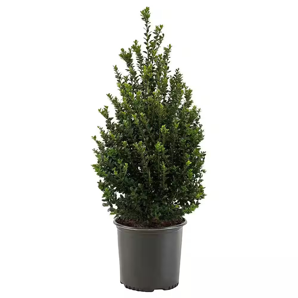 2.25 Gal. Steeds Upright Japanese Holly Plant with Dark Green Foliage
