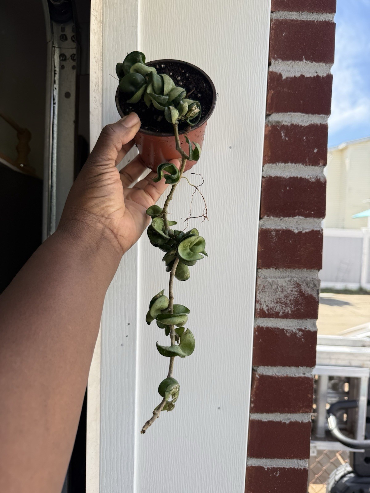 Hoya Indu Rope XL Large Long plant, Exotic Plant