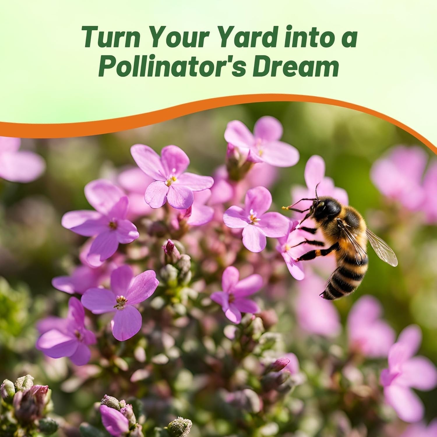 500 Pack of GMO-Free Magic Carpet Creeping Thyme Seeds for Vibrant Landscapes