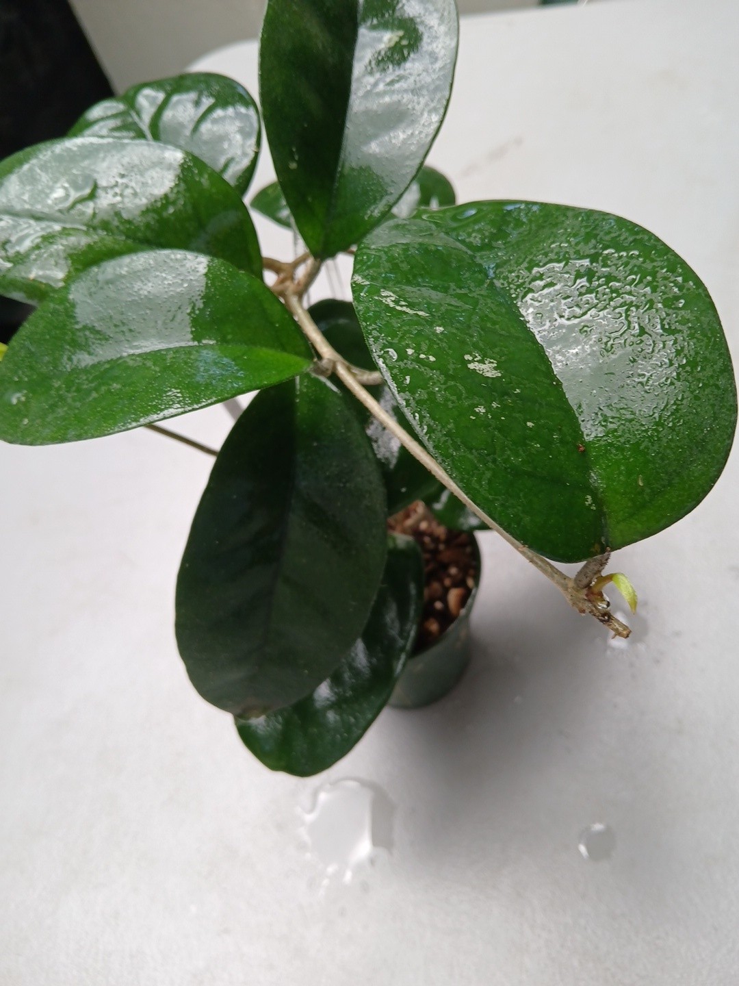 #379- HOYA FUNGI I LIVE PLANT, LARGE LEAF, LARGE PLANT,