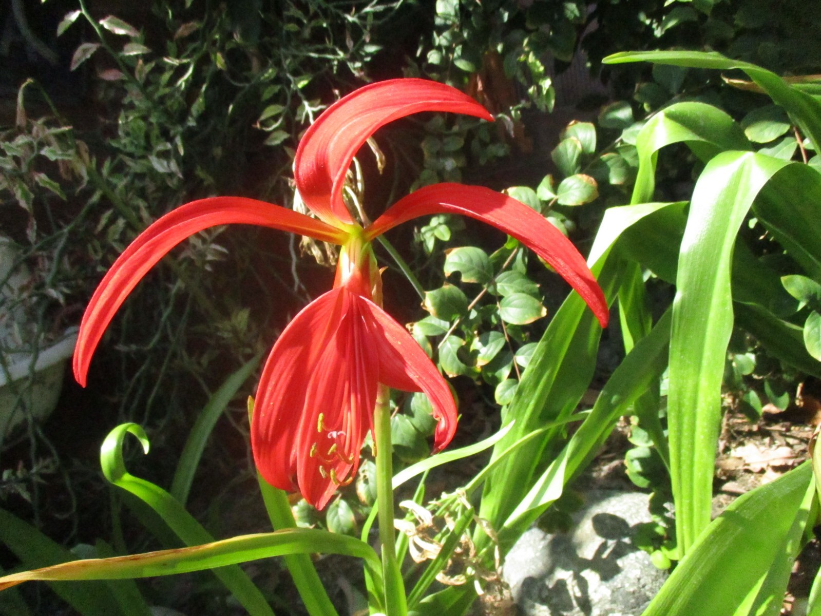Aztec Lily Sprekelia One Bulb Shown Landscaping Rare