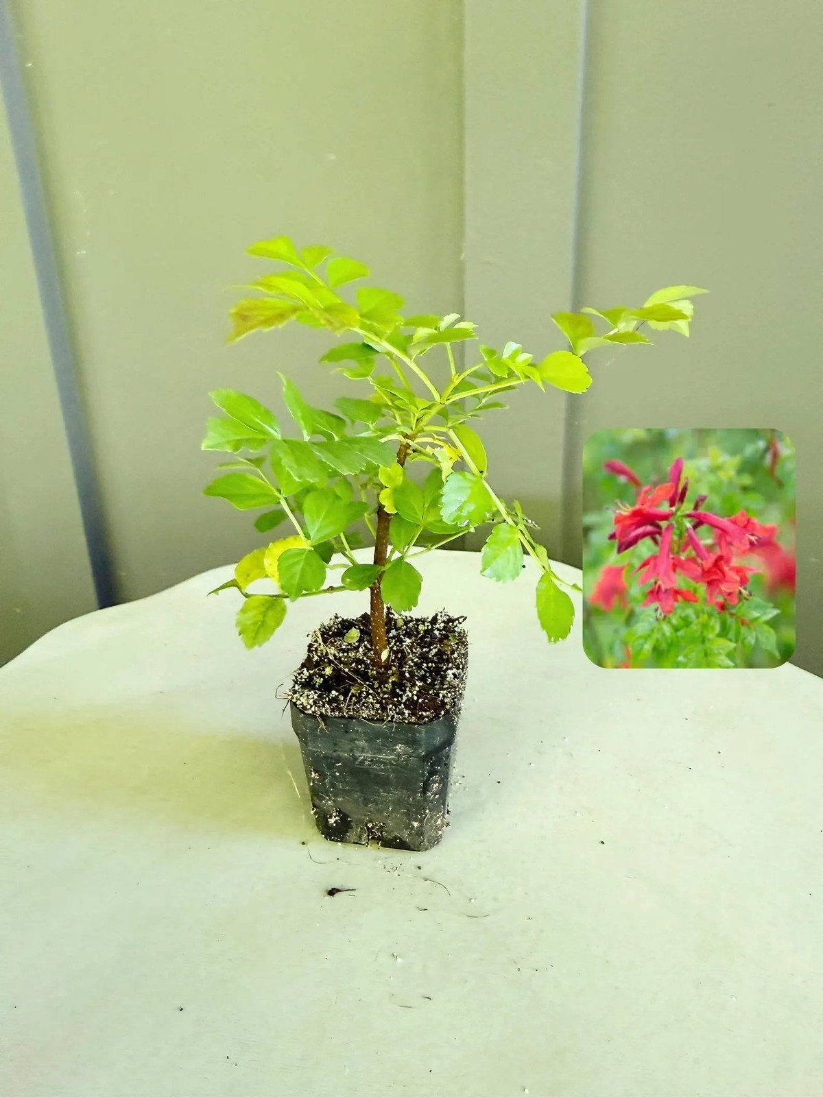 Red Cape Honeysuckle, 2 Inch Pot, Hardy Flowering Garden Shrub