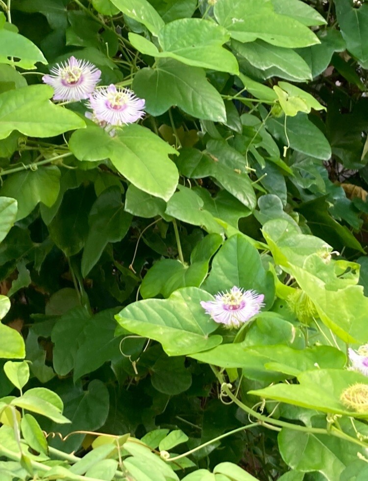 Passiflora/Incarnata-15 Cuttings 7 Inches (no Roots, No Soil)