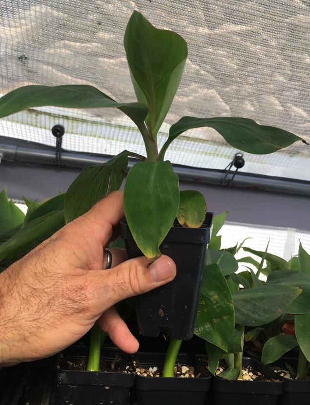FHIA-02 Mona Lisa Banana – Dessert Banana – RARE Dwarf Banana