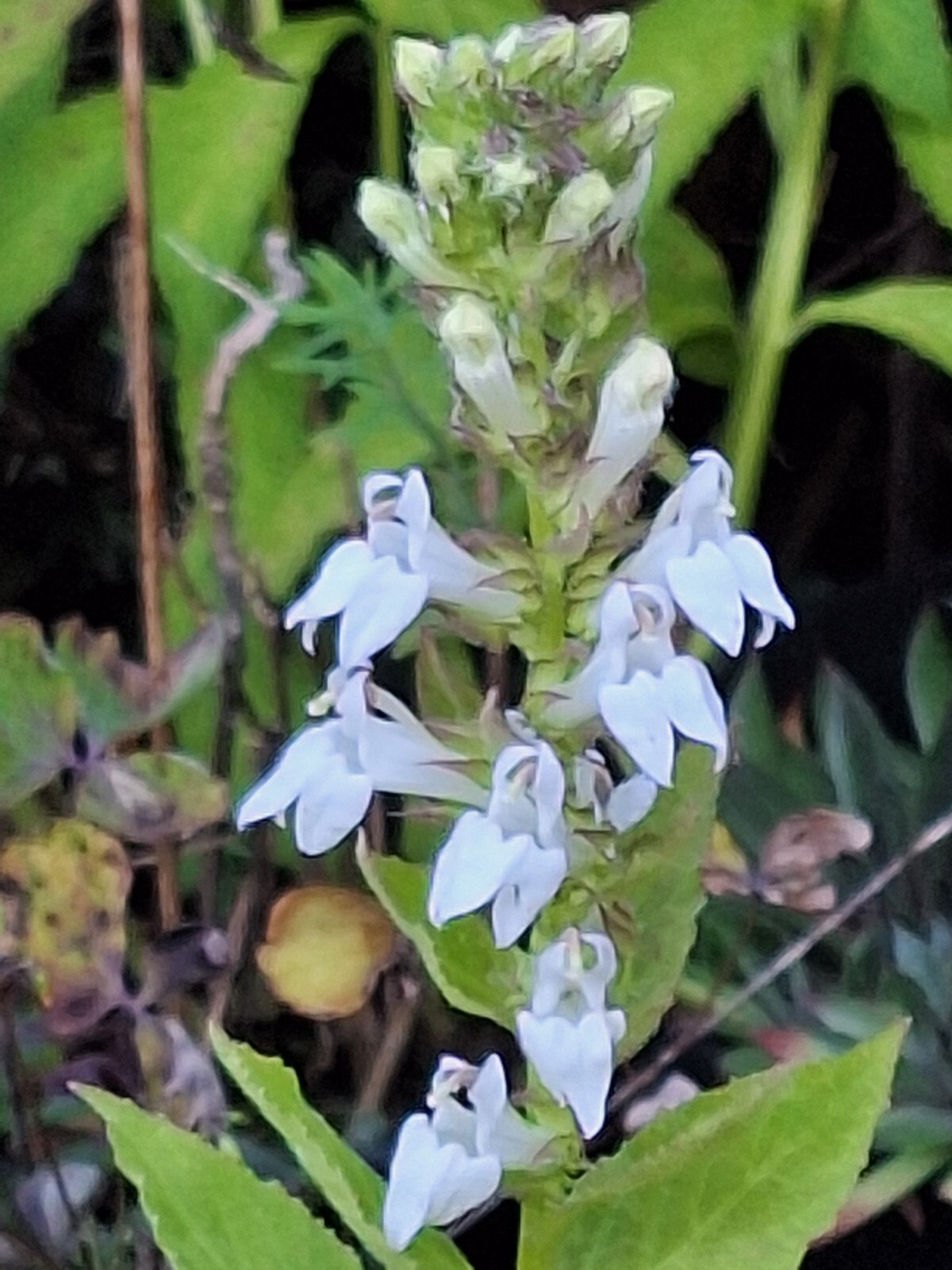Giant white lobelia 253 SEEDS, LOBELIA SIPHILITICA hardy, EZ to grow, USA seller