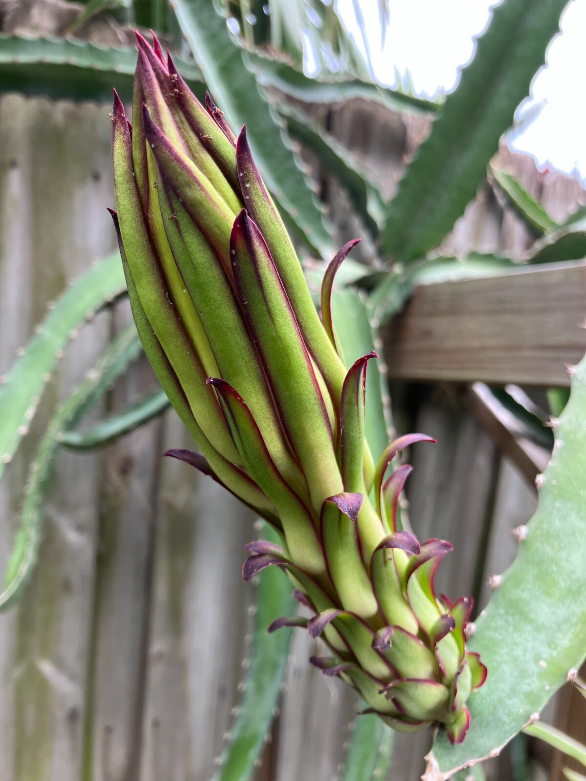 Unleash Exotic Flavor: Grow Dragon Fruit from Large Cuttings!
