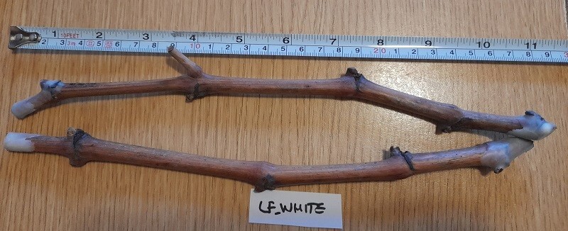 GRAPE “LADYFINGERS WHTIE” 2 grape vines cuttings with 3+ nods
