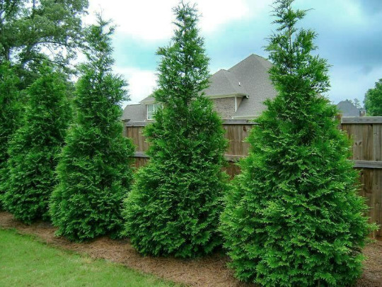25 Murray Cypress tree 2.5″ pot