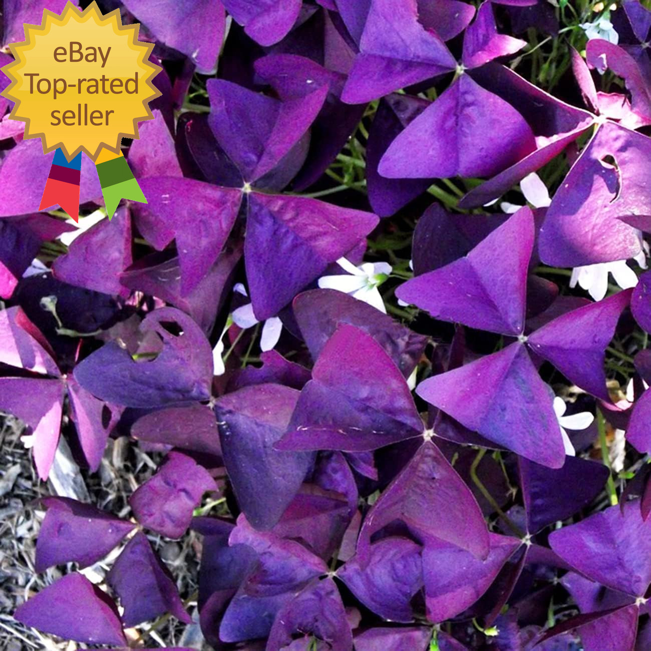 12+ Bulbs Purple Shamrocks Oxalis Triangularis Lucky Lovely Flowers Bulbs Grows